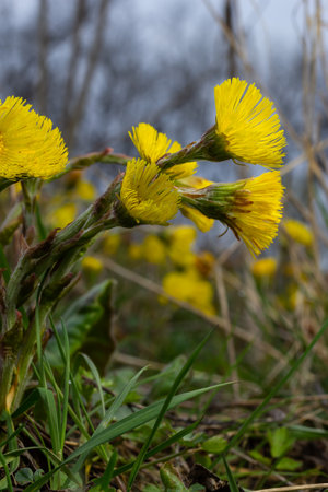 Coltsfoot or foalfoot medicinal wild herb. Farfara Tussilago plant growing in the field. Young flower used as medication ingredients. Meadow spring blooming grass. Group of beautiful yellow flowers.の写真素材