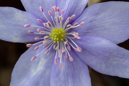 Beautiful macro shot of a first single wildflower Large Blue Hepatisa Hepatisa transsylvanica...