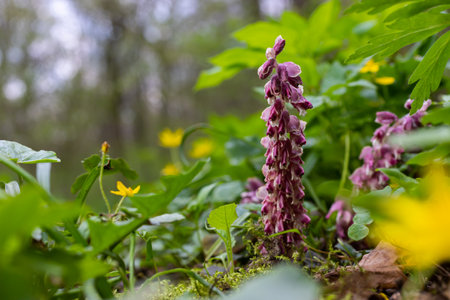 Lathraea squamaria plant is a parasite in the woods of Europe. Pink flowers of blooming common toothwort in the forest, parasitic plant growing on tree roots.の写真素材
