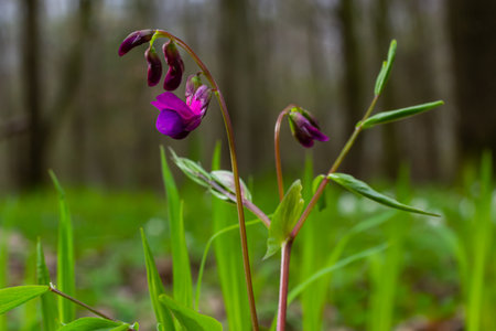 Lathyrus vernus in bloom, early spring vechling flower with blosoom and green leaves growing in...