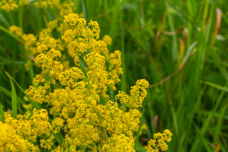 Galium verum, lady's bedstraw or yellow bedstraw low scrambling plant, leaves broad, shiny dark green, hairy underneath, flowers yellow and produced in dense clusters.の写真素材