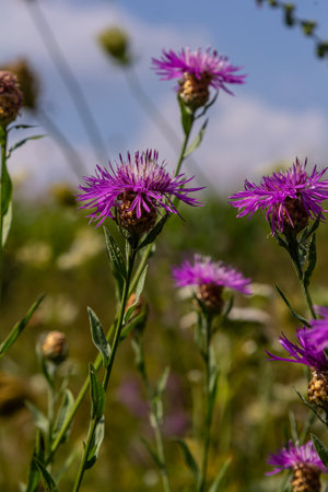 Centaurea jacea, the Brown Knapweed, known also as Brown-rayed Knapweed, Brownray Knapweed and Hardheads.の写真素材