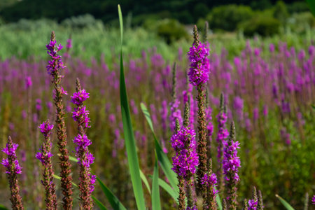 Purple loosestrife Lythrum salicaria inflorescence. Flower spike of plant in the family Lythraceae,...