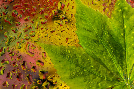 abstract background fall, glass drops autumn yellow leaves wet October weather.