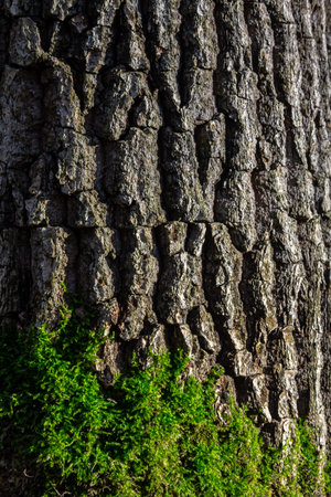 old wood tree bark texture with green moss.