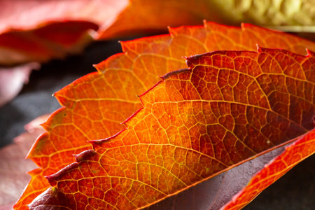 autumn leaves dry, multicolored, autumn leaves on gray burlap, background with autumn leaves.の写真素材