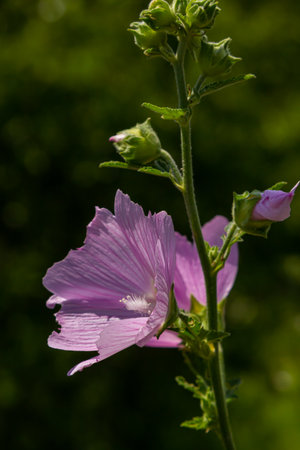 Flower close-up of Malva alcea greater musk, cut leaved, vervain or hollyhock mallow, on soft blurry green grass background.の写真素材