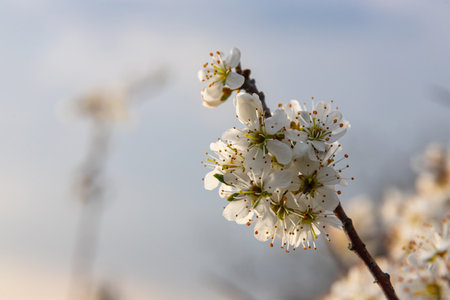 Prunus spinosa, Sloe white flowers in spring. Wild plant from the Rosaceae family witch produces...