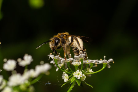 A bee collects pollen near a flower. A bee flies over a flower in a blur background.の写真素材