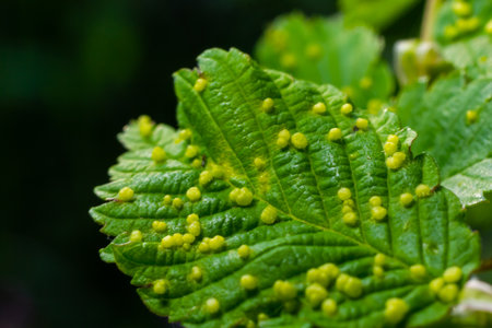 Leaves with gall mite Eriophyes tiliae. A close-up photograph of a leaf affected by galls of...