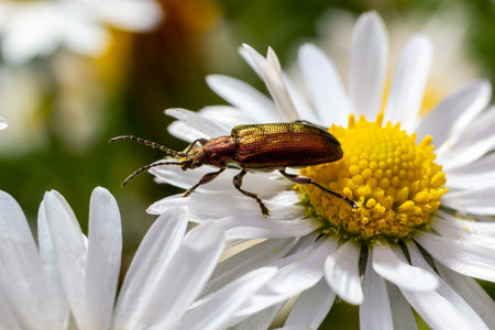 An aquatic leaf-beetle with long antennae Donacia reticulata, Family Chysomelidae.