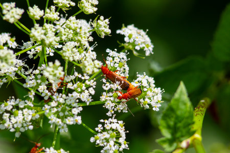 Common red soldier beetle Ragonycha fulva.