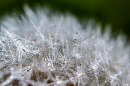 Water droplets on a Dandelion flower macro close-up morning sunshine with bokeh lights. Dandelion...