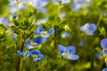 Summer background with blue flowers veronica chamaedrys. Blue flower bloom on green grass, spring background.の写真素材