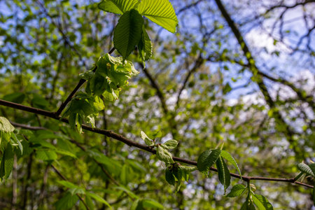 Hornbeam leaf in the sun. Hornbeam tree branch with fresh green leaves. Beautiful green natural background. spring leaves.の写真素材