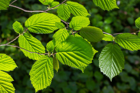 Fresh green Hazel leaves close up on branch of tree in spring with translucent structures against blurred background. natural background.の写真素材