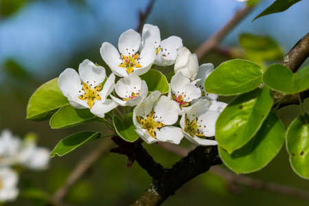 Pear tree flowers up close. white flowers and buds of the fruit tree. Sunlight falls on pear flowers. At dawn, the flowers of the trees look beautiful.の写真素材