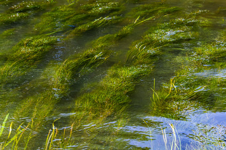 Water plants in the river - Pondweed - Potamogeton natans.