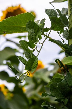 Field bindweed or Convolvulus arvensis European bindweed Creeping Jenny Possession vine herbaceous...