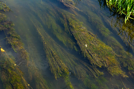 Water plants in the river - Pondweed - Potamogeton natans.