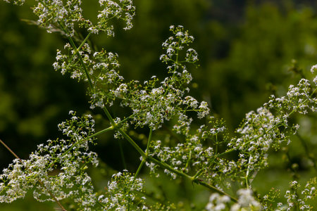 Beautiful blooming white bedstraw in June, galium album.の写真素材