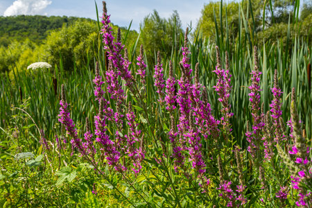Purple loosestrife Lythrum salicaria inflorescence. Flower spike of plant in the family Lythraceae,...