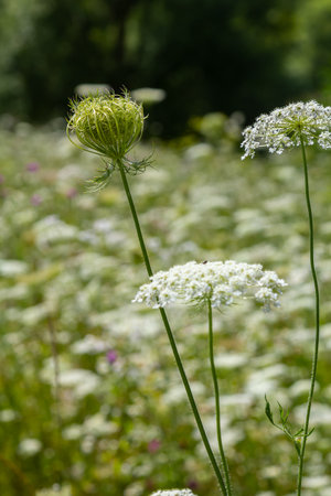 Daucus carota known as wild carrot blooming plant.