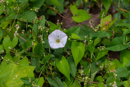 Field bindweed or Convolvulus arvensis European bindweed Creeping Jenny Possession vine herbaceous perennial plant with open and closed white flowers surrounded with dense green leaves.の写真素材