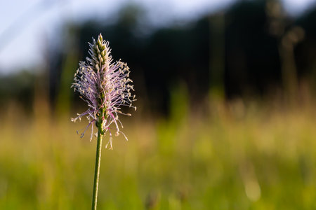 Plantago media, Hoary plantain, Plantaginaceae. Wild plant shot in spring.の写真素材