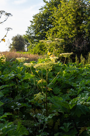 Heracleum sosnovskyi big poison plant blooming. Medicinal plant Common Hogweed Heracleum...