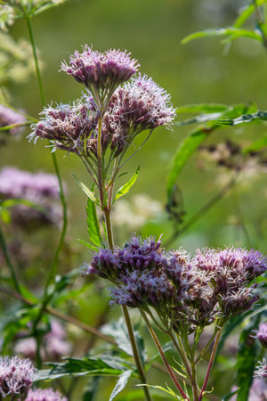 The view of Eupatorium fortunei floral plant blooming in the greenery.