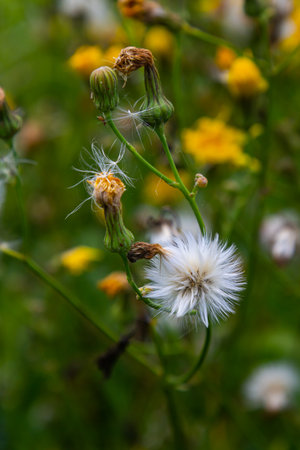 Rough Hawksbeard Crepis biennis plant blooming in a meadow.