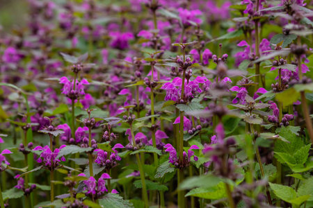Deaf nettle blooming in a forest, Lamium purpureum. Spring purple flowers with leaves close up.の写真素材