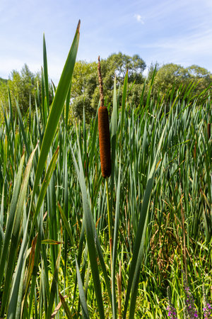 typha wildplant at pond, Sunny summer day. Typha angustifolia or cattail.の写真素材