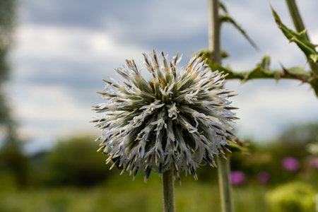 Close up selective focus of Great globe thistle, known as Echinops sphaerocephalus and Glandular globe thistle.の写真素材