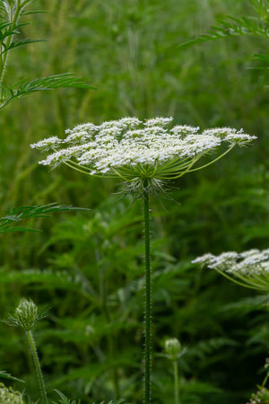 Daucus carota known as wild carrot blooming plant.