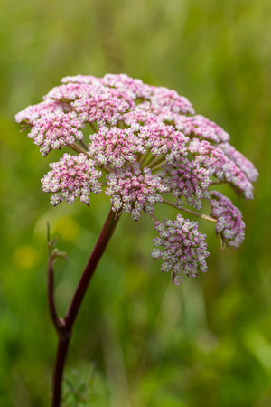 inflorescence of Pimpinella saxifraga or burnet-saxifrage solid stem burnet saxifrage lesser burnet.