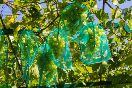 fresh bunch of white grapes on the field.の写真素材