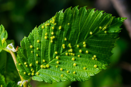 Leaves with gall mite Eriophyes tiliae. A close-up photograph of a leaf affected by galls of...