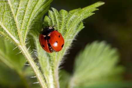 Closeup on the colorful seven-spot ladybird, Coccinella septempunctata on a green leaf in the garden.の写真素材