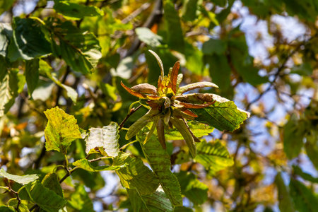 Branch of a hornbeam Carpinus betulus with drooping inflorescence and leaves in autumn, selected...