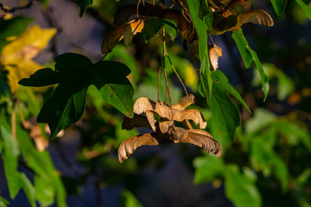 Bunch of fruits of Acer platanoides, also known as Norway maple. The fruit is a double samara with two winged seeds.の写真素材