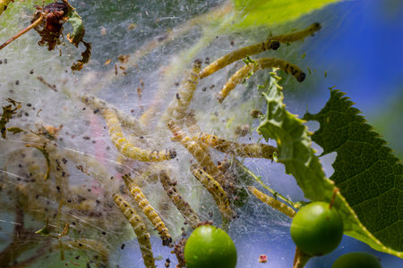Group of Larvae of Bird-cherry ermine Yponomeuta evonymella pupate in tightly packed communal, white...