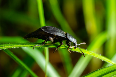 Beetle Silpha obscura on the leaves of a strawberry.