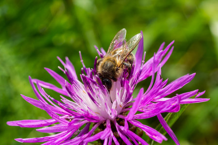 A flying honey bee collects pollen on a flower.の写真素材