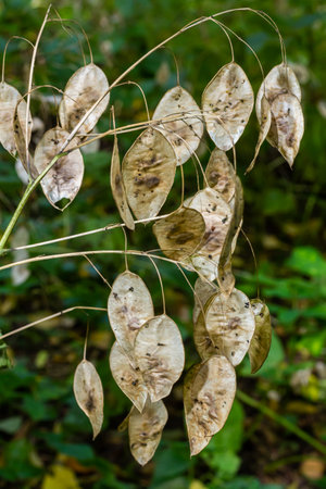 Dry silicles of Lunaria covered with rime in autumn morning against blurred garden. Closeup. Selective focus.の写真素材