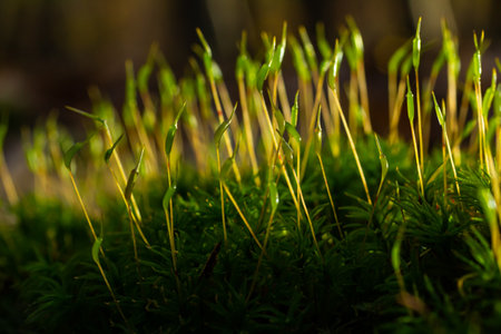 Precious drops of water from the morning dew covering an isolated plant of Ceratodon purpureus that is growing on the rock, purple moss, Burned ground moss on the stone, warm colors closeup.の写真素材