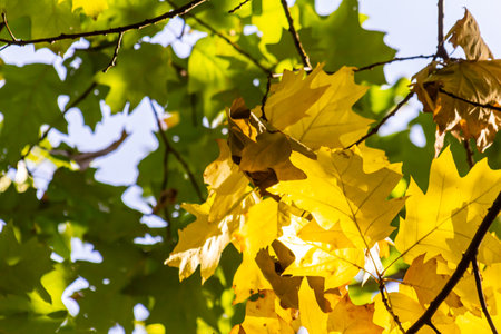 yellowed maple leaves on a blue sky background in autumn on a sunny day.