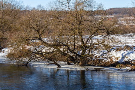 winter river and trees in winter season.の写真素材