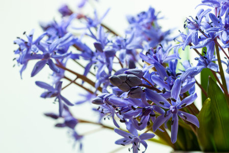 Beautiful blue flowers snowdrops Scilla bifolia alpine squill, two-leaf squill on a white background with space for text. Spring decoration.の写真素材